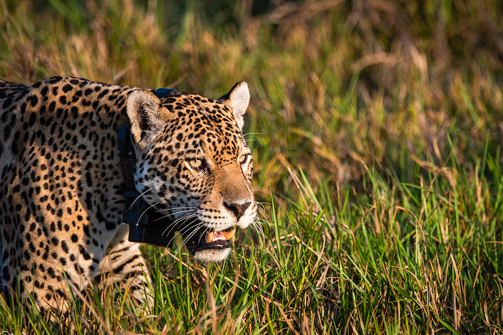 10 fatos que você precisa saber sobre o Pantanal